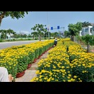 Zum vietnamesischen Neujahrsfest (Tết Nguyên Đán) gehören insbesondere gelbe Chrysanthemen